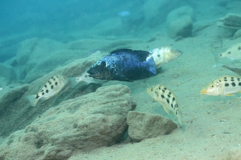 Fossorochromis rostratus 'Chiofu Bay'